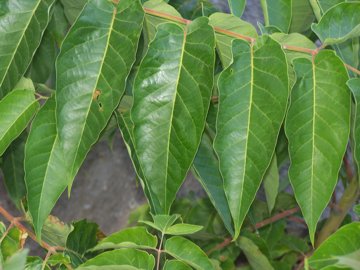 Ailanthus altissima / Ailanto